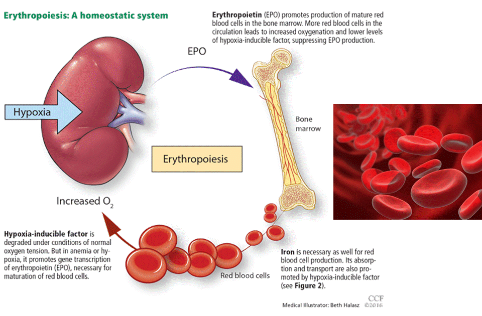 Anemia Reference