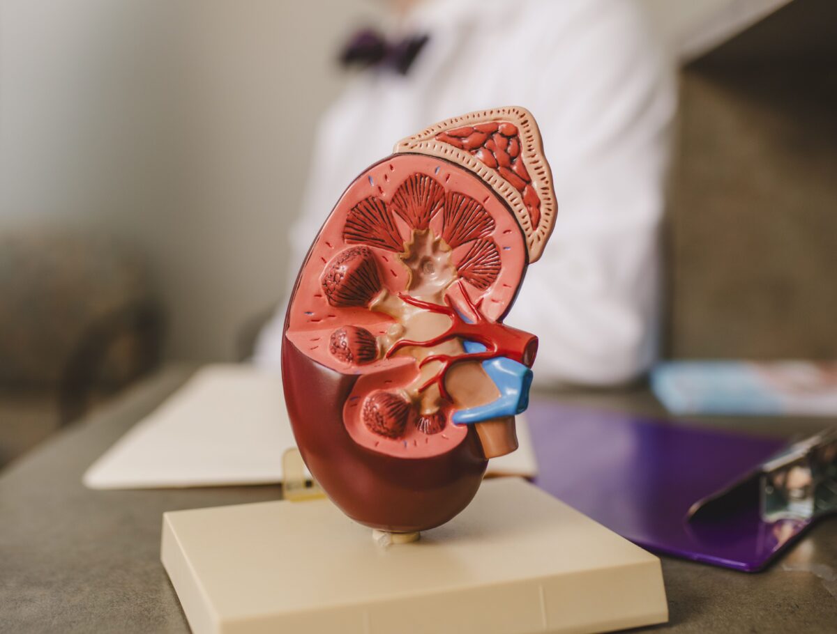 model of kidney